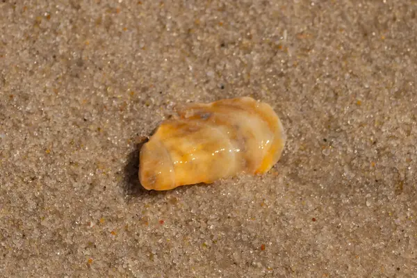 Güzel deniz kabuğu onu kumsalda oturuyordu. İstiridye kabuğuna benzeyen şey, güneşin parıltısını yakalayarak neredeyse bronzlaştırıcı rengiyle parlatmaktır. Kahverengi kum taneleri her yerde..