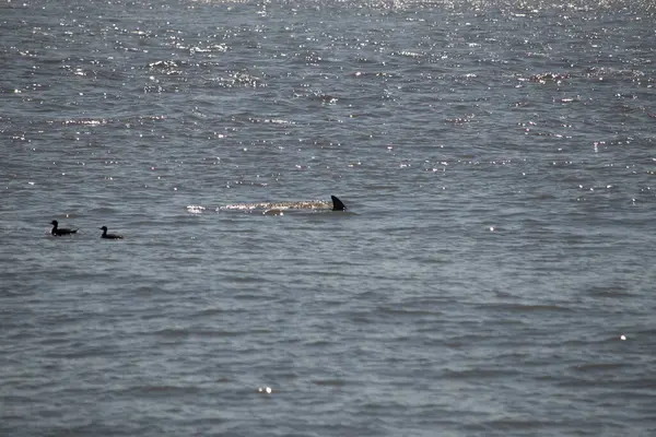 Sudan çıkan bu resimde siyah bir yüzgeç görülebilir. Bu şişe burunlu yunusun sırt üstü yavaşça okyanusta sürüklenişi. Dalgaların dalgaları her yerde görülebilir..