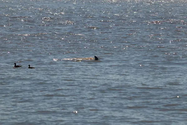 Sudan çıkan bu resimde siyah bir yüzgeç görülebilir. Bu şişe burunlu yunusun sırt üstü yavaşça okyanusta sürüklenişi. Dalgaların dalgaları her yerde görülebilir..