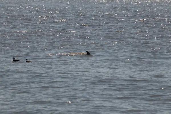 Sudan çıkan bu resimde siyah bir yüzgeç görülebilir. Bu şişe burunlu yunusun sırt üstü yavaşça okyanusta sürüklenişi. Dalgaların dalgaları her yerde görülebilir..