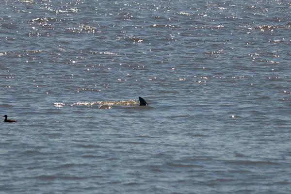 Sudan çıkan bu resimde siyah bir yüzgeç görülebilir. Bu şişe burunlu yunusun sırt üstü yavaşça okyanusta sürüklenişi. Dalgaların dalgaları her yerde görülebilir..