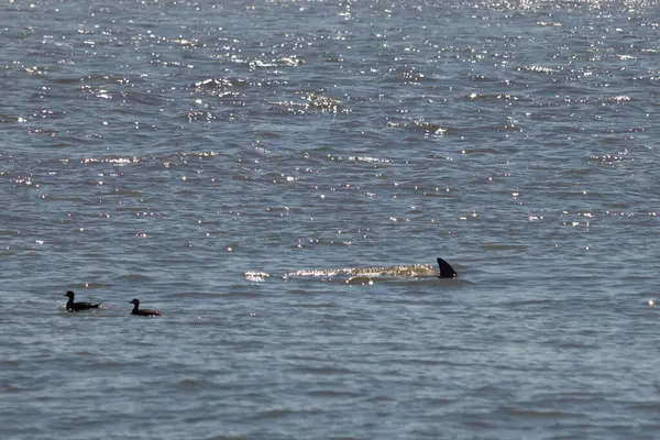 Sudan çıkan bu resimde siyah bir yüzgeç görülebilir. Bu şişe burunlu yunusun sırt üstü yavaşça okyanusta sürüklenişi. Dalgaların dalgaları her yerde görülebilir..