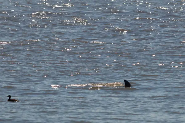 Sudan çıkan bu resimde siyah bir yüzgeç görülebilir. Bu şişe burunlu yunusun sırt üstü yavaşça okyanusta sürüklenişi. Dalgaların dalgaları her yerde görülebilir..