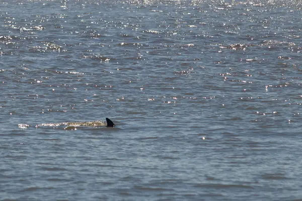 Sudan çıkan bu resimde siyah bir yüzgeç görülebilir. Bu şişe burunlu yunusun sırt üstü yavaşça okyanusta sürüklenişi. Dalgaların dalgaları her yerde görülebilir..