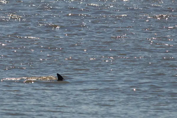 Sudan çıkan bu resimde siyah bir yüzgeç görülebilir. Bu şişe burunlu yunusun sırt üstü yavaşça okyanusta sürüklenişi. Dalgaların dalgaları her yerde görülebilir..