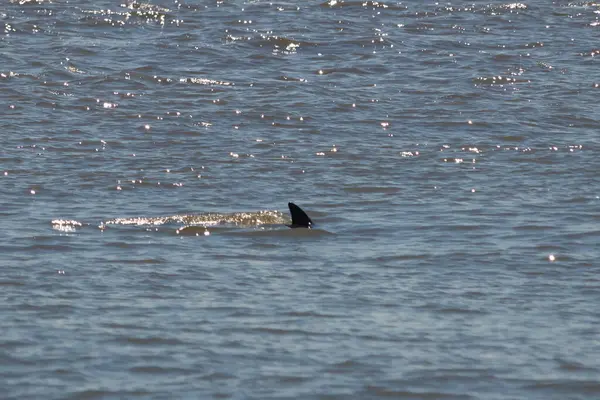 Sudan çıkan bu resimde siyah bir yüzgeç görülebilir. Bu şişe burunlu yunusun sırt üstü yavaşça okyanusta sürüklenişi. Dalgaların dalgaları her yerde görülebilir..