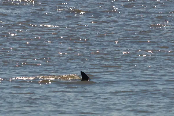 Sudan çıkan bu resimde siyah bir yüzgeç görülebilir. Bu şişe burunlu yunusun sırt üstü yavaşça okyanusta sürüklenişi. Dalgaların dalgaları her yerde görülebilir..