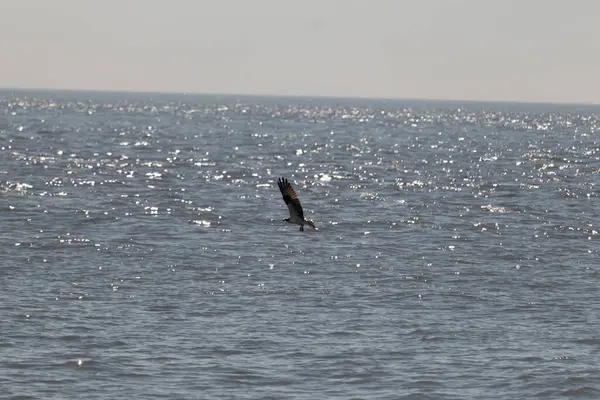 Bu güzel balık kartalı kuşu burada avının üzerine çullanırken görülüyor. Okyanustaki bu yırtıcılar bir sonraki kurbanlarını bulmak için dalgaları tarıyorlar. Güneş dalgaların arasından pırıldıyor pırıldayan elmaslar gibi.