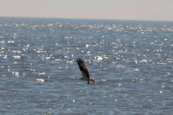 Bu güzel balık kartalı kuşu burada avının üzerine çullanırken görülüyor. Okyanustaki bu yırtıcılar bir sonraki kurbanlarını bulmak için dalgaları tarıyorlar. Güneş dalgaların arasından pırıldıyor pırıldayan elmaslar gibi.