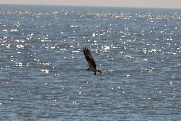 Bu güzel balık kartalı kuşu burada avının üzerine çullanırken görülüyor. Okyanustaki bu yırtıcılar bir sonraki kurbanlarını bulmak için dalgaları tarıyorlar. Güneş dalgaların arasından pırıldıyor pırıldayan elmaslar gibi.