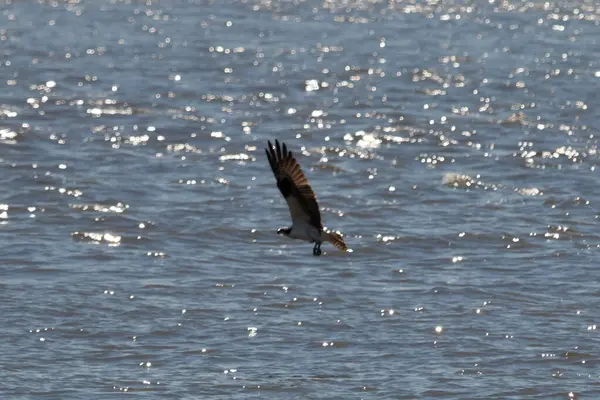 Bu güzel balık kartalı kuşu burada avının üzerine çullanırken görülüyor. Okyanustaki bu yırtıcılar bir sonraki kurbanlarını bulmak için dalgaları tarıyorlar. Güneş dalgaların arasından pırıldıyor pırıldayan elmaslar gibi.