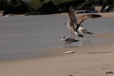 Bu sahildeki martıların bir görüntüsü. Büyük kahverengi kıyı kuşları büyük kanatlarını açmış bir iniş için geliyorlar. Etraflarını saran okyanusun yansıtıcı suyu..