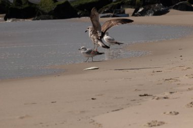 Bu sahildeki martıların bir görüntüsü. Büyük kahverengi kıyı kuşları büyük kanatlarını açmış bir iniş için geliyorlar. Etraflarını saran okyanusun yansıtıcı suyu..