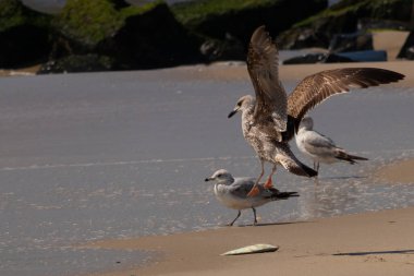 Bu sahildeki martıların bir görüntüsü. Büyük kahverengi kıyı kuşları büyük kanatlarını açmış bir iniş için geliyorlar. Etraflarını saran okyanusun yansıtıcı suyu..