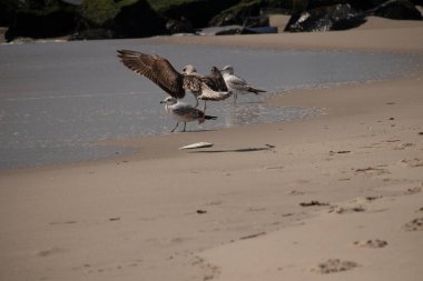 Bu sahildeki martıların bir görüntüsü. Büyük kahverengi kıyı kuşları büyük kanatlarını açmış bir iniş için geliyorlar. Etraflarını saran okyanusun yansıtıcı suyu..