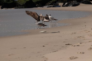 Bu sahildeki martıların bir görüntüsü. Büyük kahverengi kıyı kuşları büyük kanatlarını açmış bir iniş için geliyorlar. Etraflarını saran okyanusun yansıtıcı suyu..