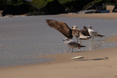 Bu sahildeki martıların bir görüntüsü. Büyük kahverengi kıyı kuşları büyük kanatlarını açmış bir iniş için geliyorlar. Etraflarını saran okyanusun yansıtıcı suyu..