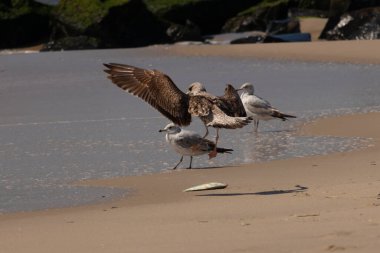 Bu sahildeki martıların bir görüntüsü. Büyük kahverengi kıyı kuşları büyük kanatlarını açmış bir iniş için geliyorlar. Etraflarını saran okyanusun yansıtıcı suyu..