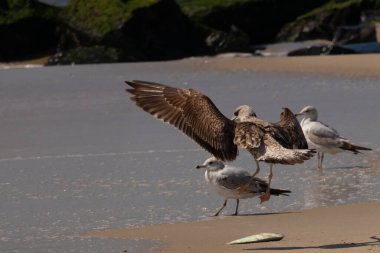 Bu sahildeki martıların bir görüntüsü. Büyük kahverengi kıyı kuşları büyük kanatlarını açmış bir iniş için geliyorlar. Etraflarını saran okyanusun yansıtıcı suyu..