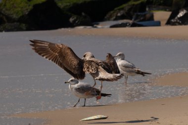 Bu sahildeki martıların bir görüntüsü. Büyük kahverengi kıyı kuşları büyük kanatlarını açmış bir iniş için geliyorlar. Etraflarını saran okyanusun yansıtıcı suyu..