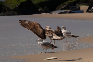 Bu sahildeki martıların bir görüntüsü. Büyük kahverengi kıyı kuşları büyük kanatlarını açmış bir iniş için geliyorlar. Etraflarını saran okyanusun yansıtıcı suyu..
