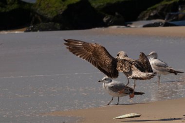 Bu sahildeki martıların bir görüntüsü. Büyük kahverengi kıyı kuşları büyük kanatlarını açmış bir iniş için geliyorlar. Etraflarını saran okyanusun yansıtıcı suyu..