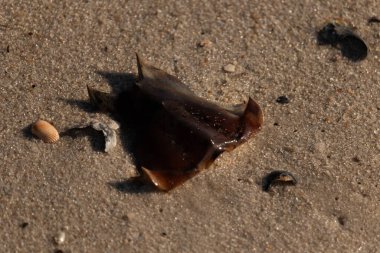 At nalı yengeci kabuğu kumda yatıyordu. Güneş kenarları yakalıyor neredeyse parlıyormuş gibi gösteriyor. Her yerde kum taneleri ve etrafa saçılmış küçük çakıl taşları ve deniz kabukları var..