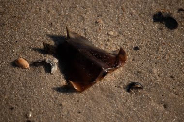 At nalı yengeci kabuğu kumda yatıyordu. Güneş kenarları yakalıyor neredeyse parlıyormuş gibi gösteriyor. Her yerde kum taneleri ve etrafa saçılmış küçük çakıl taşları ve deniz kabukları var..