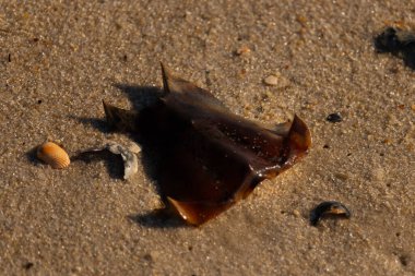 At nalı yengeci kabuğu kumda yatıyordu. Güneş kenarları yakalıyor neredeyse parlıyormuş gibi gösteriyor. Her yerde kum taneleri ve etrafa saçılmış küçük çakıl taşları ve deniz kabukları var..