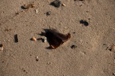 At nalı yengeci kabuğu kumda yatıyordu. Güneş kenarları yakalıyor neredeyse parlıyormuş gibi gösteriyor. Her yerde kum taneleri ve etrafa saçılmış küçük çakıl taşları ve deniz kabukları var..