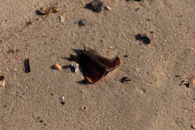 At nalı yengeci kabuğu kumda yatıyordu. Güneş kenarları yakalıyor neredeyse parlıyormuş gibi gösteriyor. Her yerde kum taneleri ve etrafa saçılmış küçük çakıl taşları ve deniz kabukları var..