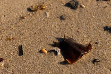 At nalı yengeci kabuğu kumda yatıyordu. Güneş kenarları yakalıyor neredeyse parlıyormuş gibi gösteriyor. Her yerde kum taneleri ve etrafa saçılmış küçük çakıl taşları ve deniz kabukları var..