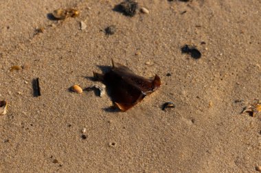 At nalı yengeci kabuğu kumda yatıyordu. Güneş kenarları yakalıyor neredeyse parlıyormuş gibi gösteriyor. Her yerde kum taneleri ve etrafa saçılmış küçük çakıl taşları ve deniz kabukları var..