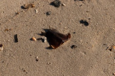 At nalı yengeci kabuğu kumda yatıyordu. Güneş kenarları yakalıyor neredeyse parlıyormuş gibi gösteriyor. Her yerde kum taneleri ve etrafa saçılmış küçük çakıl taşları ve deniz kabukları var..