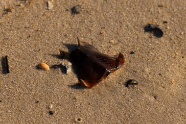 At nalı yengeci kabuğu kumda yatıyordu. Güneş kenarları yakalıyor neredeyse parlıyormuş gibi gösteriyor. Her yerde kum taneleri ve etrafa saçılmış küçük çakıl taşları ve deniz kabukları var..