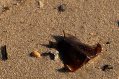 At nalı yengeci kabuğu kumda yatıyordu. Güneş kenarları yakalıyor neredeyse parlıyormuş gibi gösteriyor. Her yerde kum taneleri ve etrafa saçılmış küçük çakıl taşları ve deniz kabukları var..