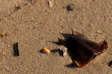 At nalı yengeci kabuğu kumda yatıyordu. Güneş kenarları yakalıyor neredeyse parlıyormuş gibi gösteriyor. Her yerde kum taneleri ve etrafa saçılmış küçük çakıl taşları ve deniz kabukları var..