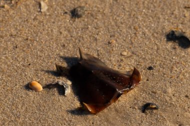 At nalı yengeci kabuğu kumda yatıyordu. Güneş kenarları yakalıyor neredeyse parlıyormuş gibi gösteriyor. Her yerde kum taneleri ve etrafa saçılmış küçük çakıl taşları ve deniz kabukları var..