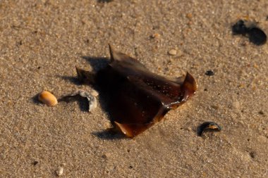 At nalı yengeci kabuğu kumda yatıyordu. Güneş kenarları yakalıyor neredeyse parlıyormuş gibi gösteriyor. Her yerde kum taneleri ve etrafa saçılmış küçük çakıl taşları ve deniz kabukları var..