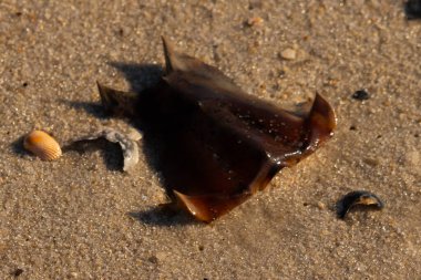 At nalı yengeci kabuğu kumda yatıyordu. Güneş kenarları yakalıyor neredeyse parlıyormuş gibi gösteriyor. Her yerde kum taneleri ve etrafa saçılmış küçük çakıl taşları ve deniz kabukları var..