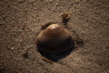 Bu küçük deniz kabuğu kum tanelerinin arasında yatıyordu. Kabuk bir midyeye ait ve içinde güzel mavi bantlar var. Küçük temiz çakıl taşları güneşte neredeyse parlıyor..