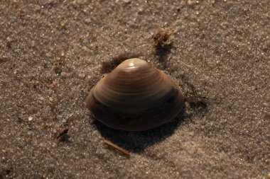 Bu küçük deniz kabuğu kum tanelerinin arasında yatıyordu. Kabuk bir midyeye ait ve içinde güzel mavi bantlar var. Küçük temiz çakıl taşları güneşte neredeyse parlıyor..