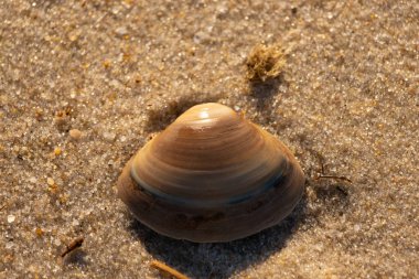 Bu küçük deniz kabuğu kum tanelerinin arasında yatıyordu. Kabuk bir midyeye ait ve içinde güzel mavi bantlar var. Küçük temiz çakıl taşları güneşte neredeyse parlıyor..