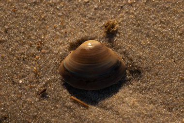 Bu küçük deniz kabuğu kum tanelerinin arasında yatıyordu. Kabuk bir midyeye ait ve içinde güzel mavi bantlar var. Küçük temiz çakıl taşları güneşte neredeyse parlıyor..