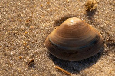 Bu küçük deniz kabuğu kum tanelerinin arasında yatıyordu. Kabuk bir midyeye ait ve içinde güzel mavi bantlar var. Küçük temiz çakıl taşları güneşte neredeyse parlıyor..