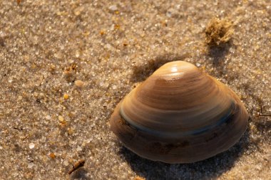Bu küçük deniz kabuğu kum tanelerinin arasında yatıyordu. Kabuk bir midyeye ait ve içinde güzel mavi bantlar var. Küçük temiz çakıl taşları güneşte neredeyse parlıyor..