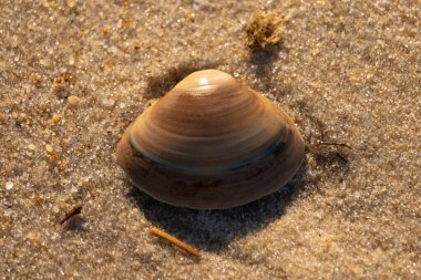 Bu küçük deniz kabuğu kum tanelerinin arasında yatıyordu. Kabuk bir midyeye ait ve içinde güzel mavi bantlar var. Küçük temiz çakıl taşları güneşte neredeyse parlıyor..