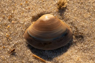 Bu küçük deniz kabuğu kum tanelerinin arasında yatıyordu. Kabuk bir midyeye ait ve içinde güzel mavi bantlar var. Küçük temiz çakıl taşları güneşte neredeyse parlıyor..