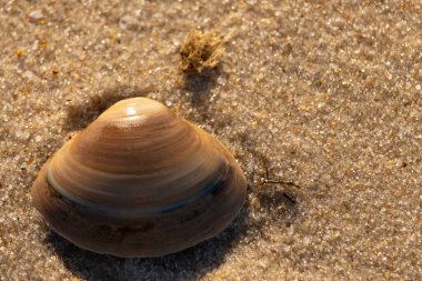 Bu küçük deniz kabuğu kum tanelerinin arasında yatıyordu. Kabuk bir midyeye ait ve içinde güzel mavi bantlar var. Küçük temiz çakıl taşları güneşte neredeyse parlıyor..