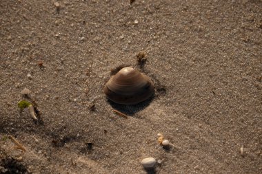 Bu küçük deniz kabuğu kum tanelerinin arasında yatıyordu. Kabuk bir midyeye ait ve içinde güzel mavi bantlar var. Küçük temiz çakıl taşları güneşte neredeyse parlıyor..
